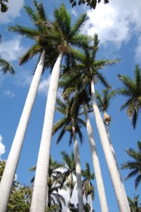 árboles de cuba_importancia de los árboles_Palma Real cubana
