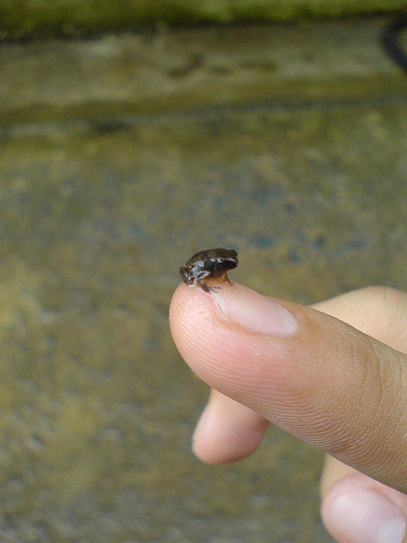 anfibio más pequeño del mundo