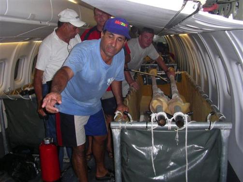 ciencia de cuba_portal de la ciencia cubana_captura de delfines (14)