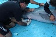 ciencia de cuba_portal de la ciencia cubana_captura de delfines (3)
