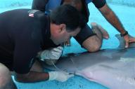 ciencia de cuba_portal de la ciencia cubana_captura de delfines (4)